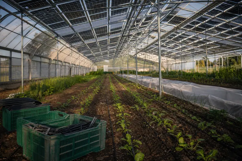 Cultures maraîchères sous une serre moderne équipée de panneaux photovoltaïques en toiture.